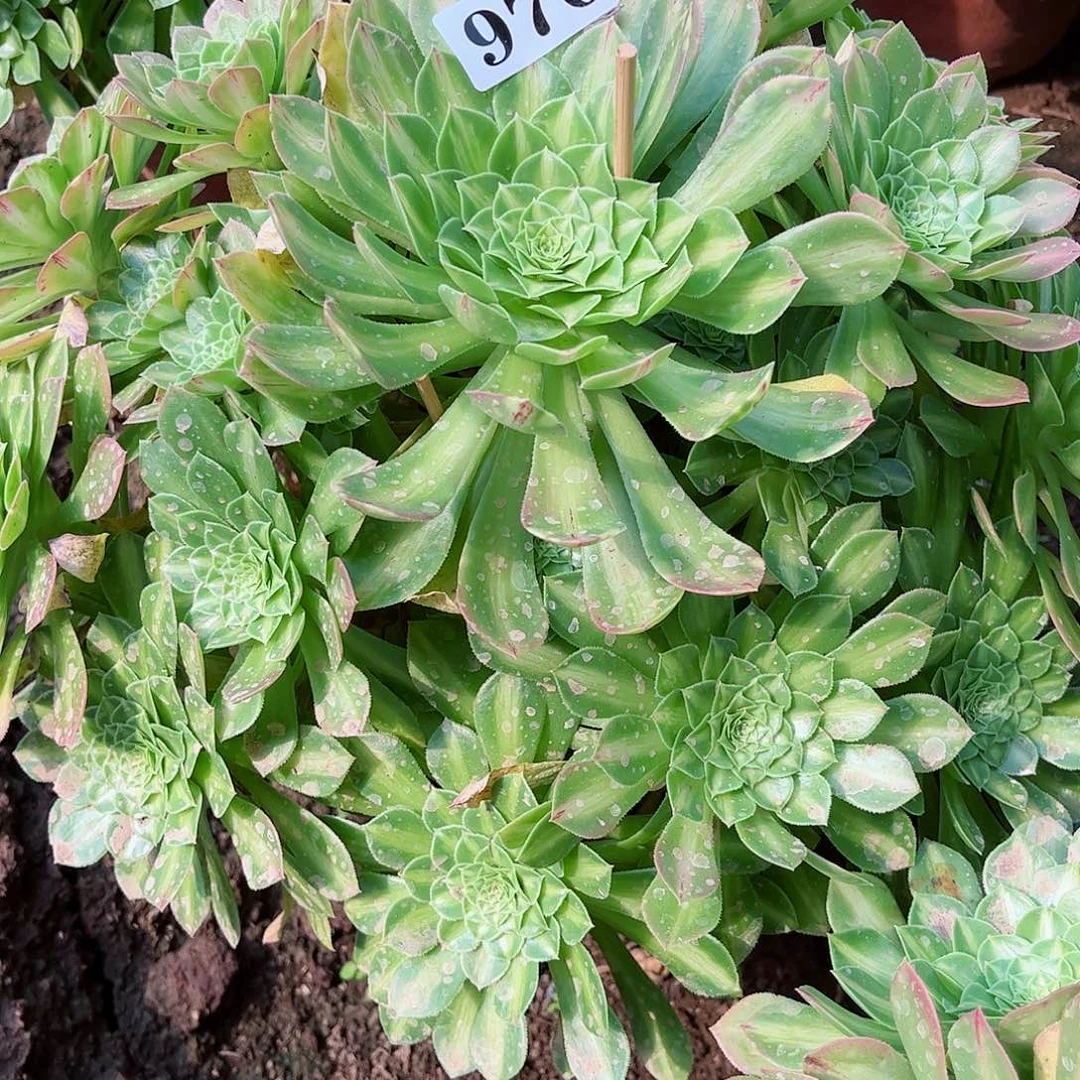 多肉植物970多肉