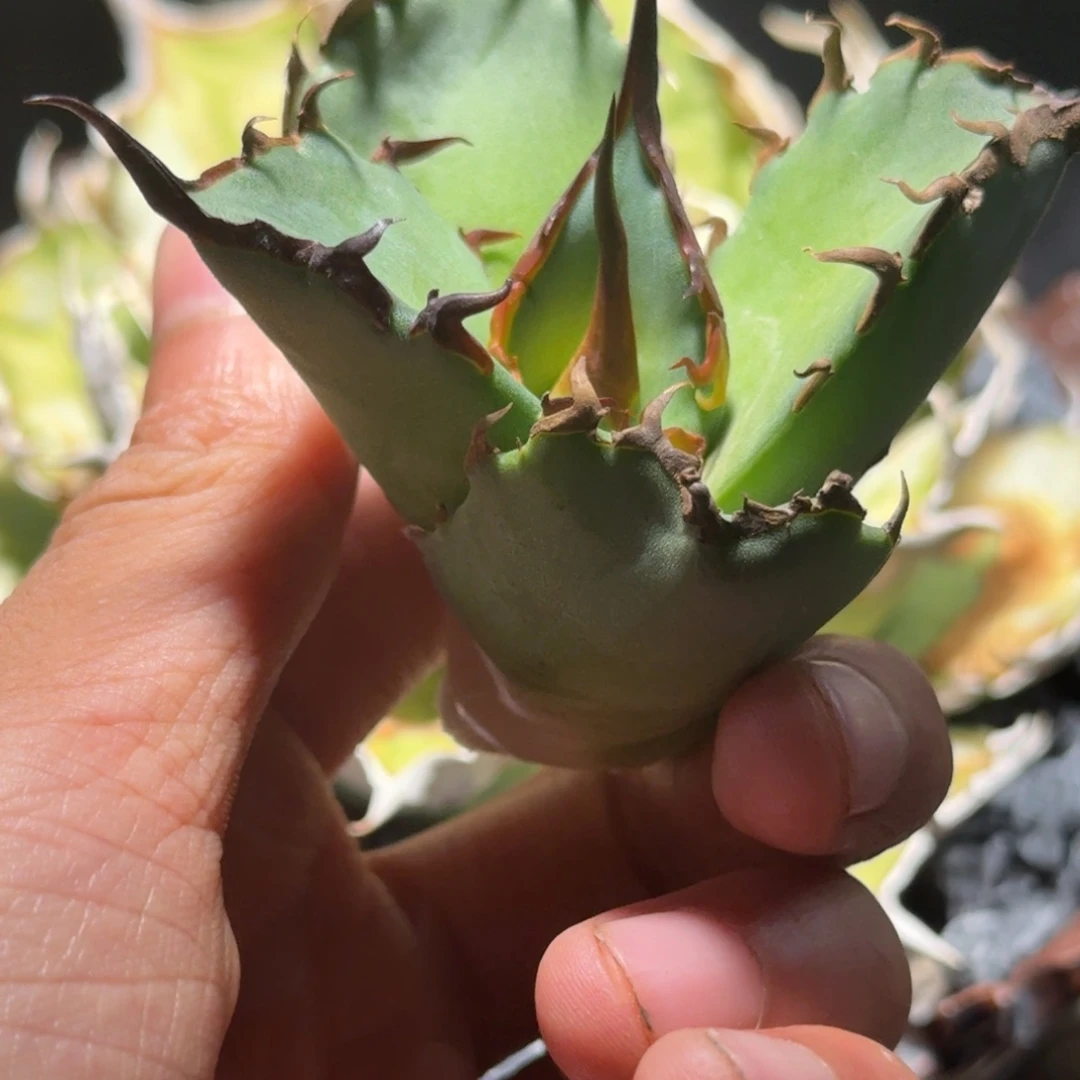 无花朵龙舌兰仁王冠白王