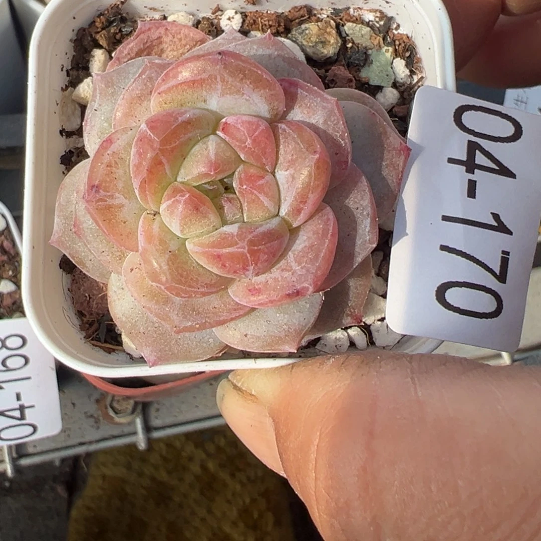 小卡拉米糖心一物一拍4-170