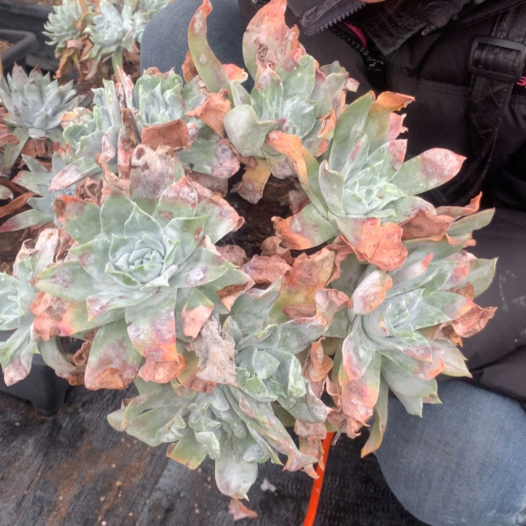 墨**～新年快乐浦西非克11头多肉植物