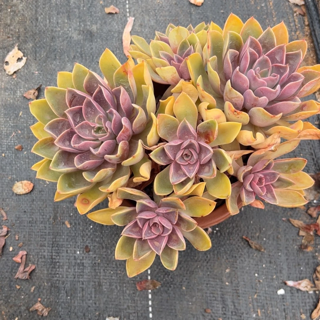 多肉紫气东来【非偏远满18包邮】