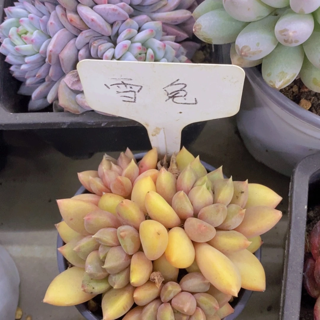 开心多肉，买5给1号