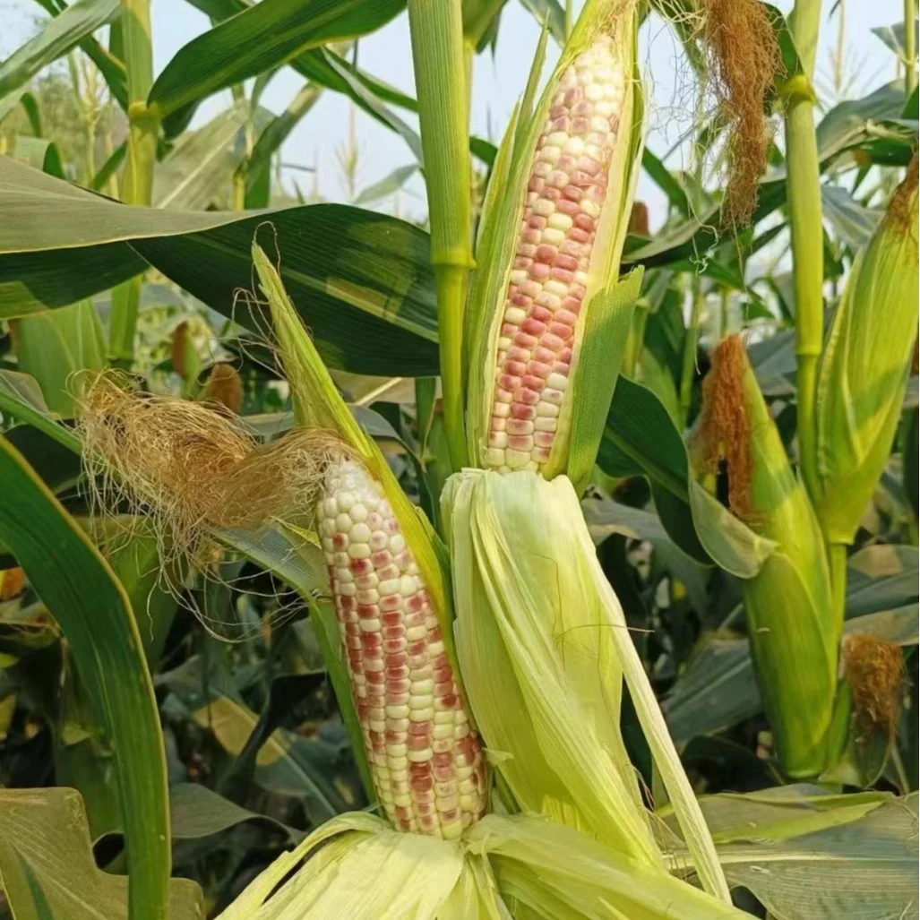 【园园现収山货】鲜-玉-米-食用农产品可搭配西洋参
