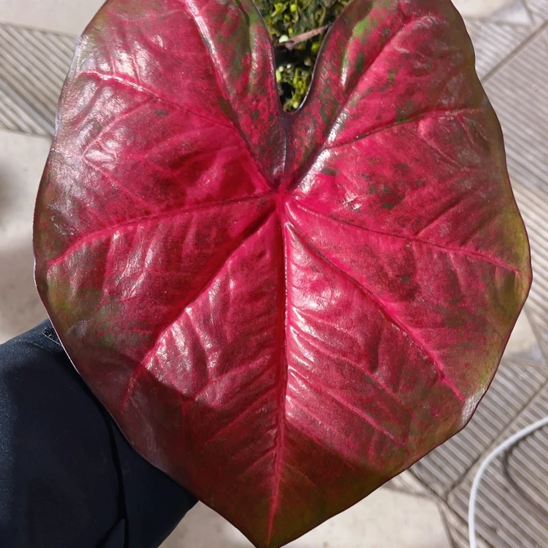 完全开放3344泰彩