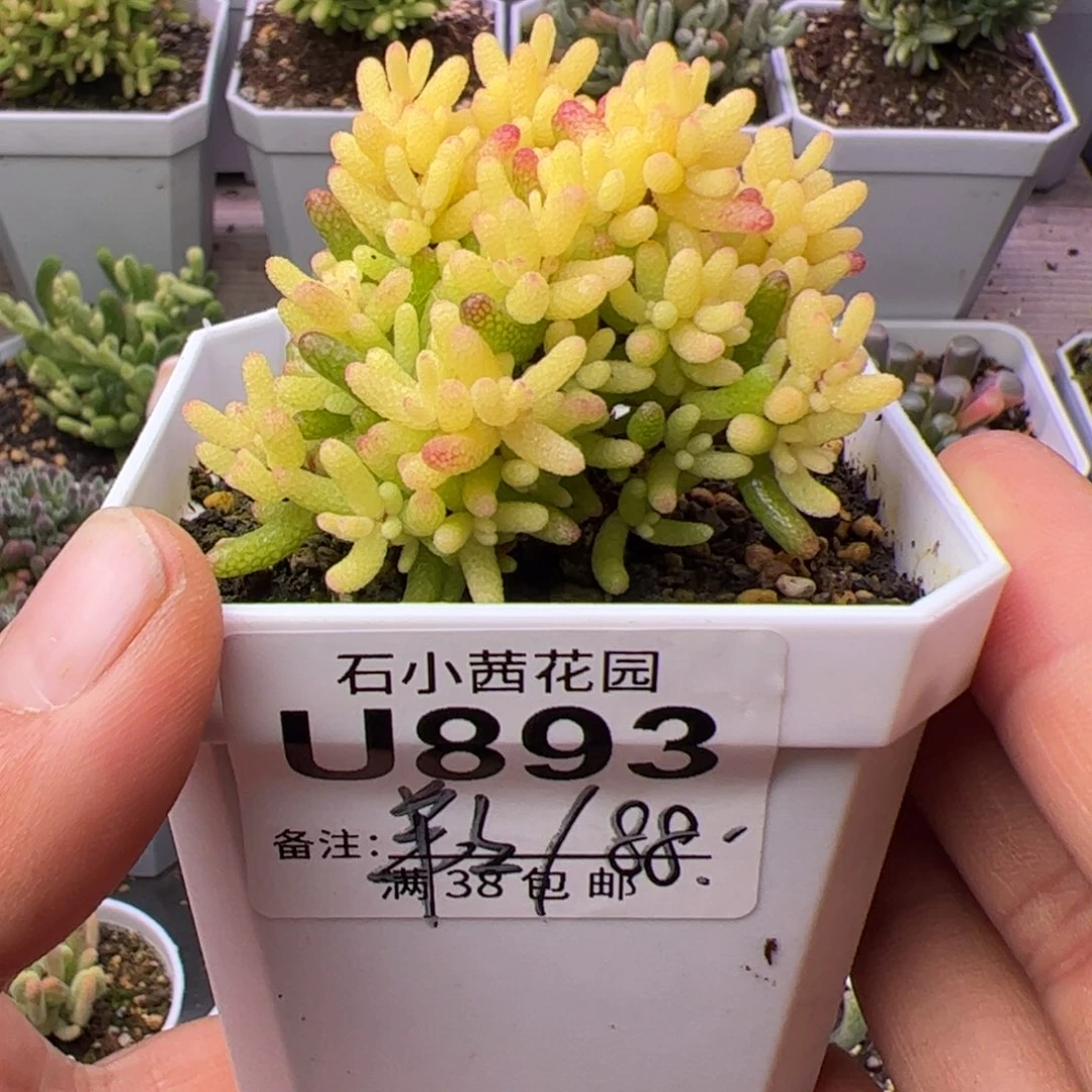 ?****了多肉植物枝干假飞机猪