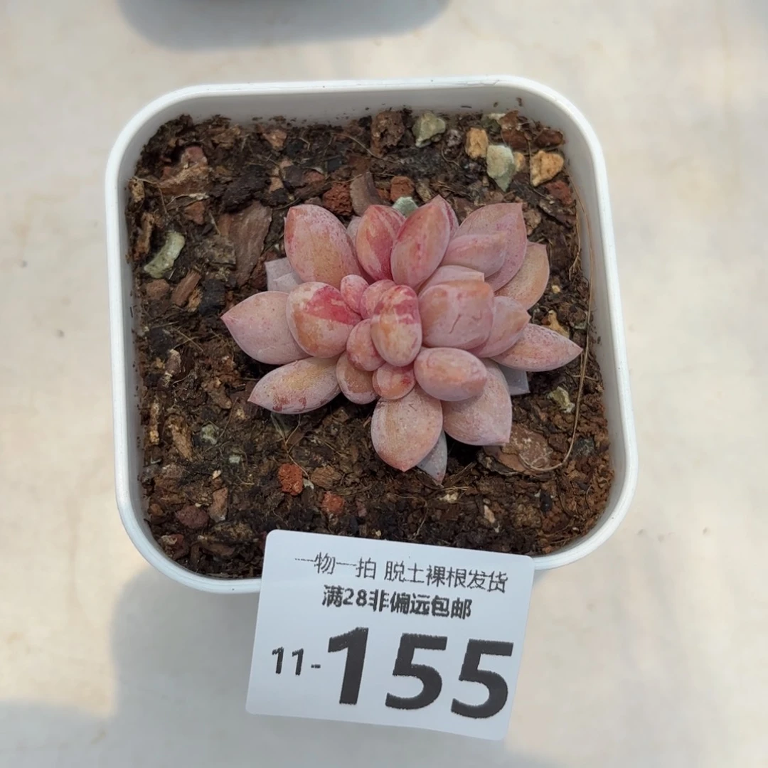 半夏多肉多肉多肉