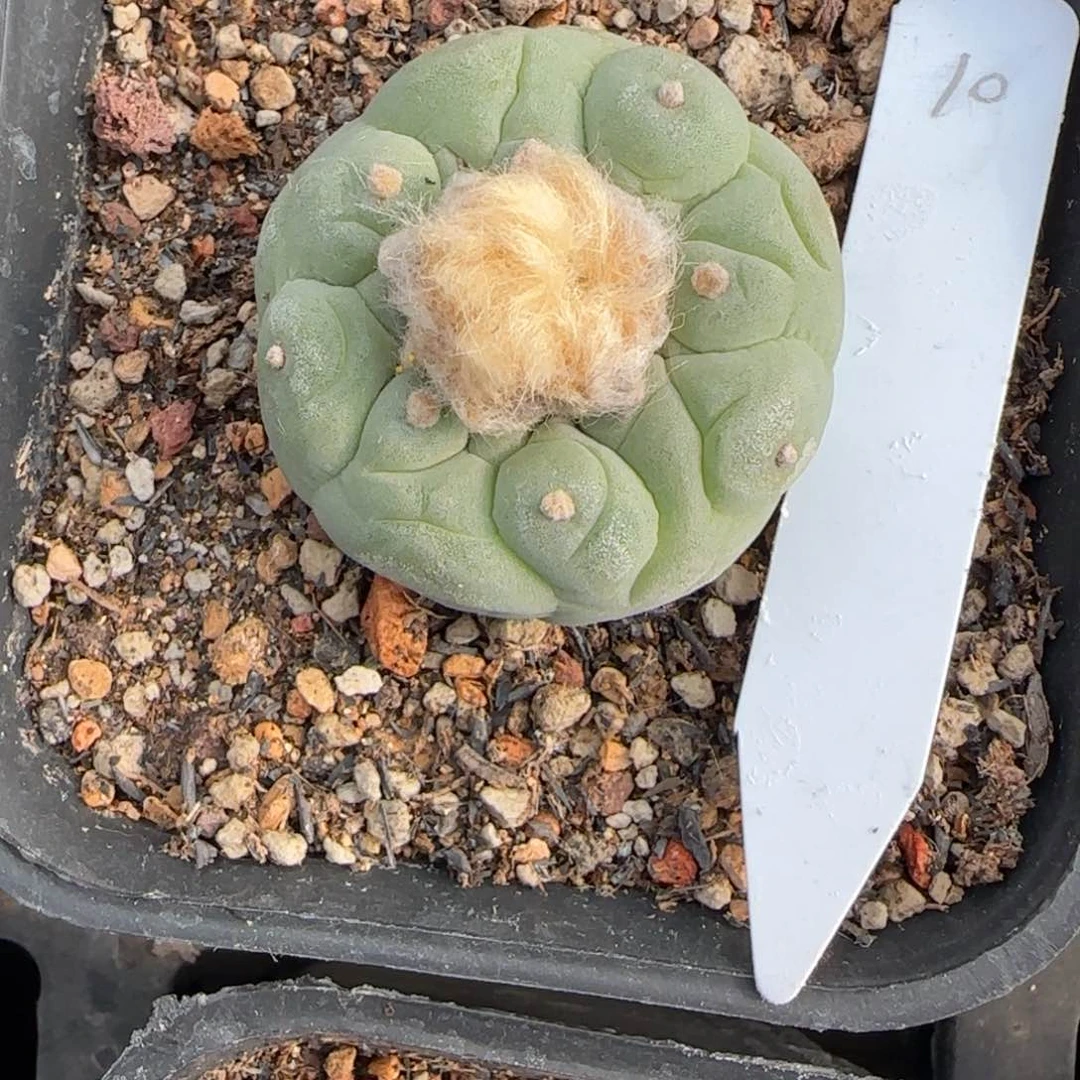 日系种源银鱼籽播实生可带盆10