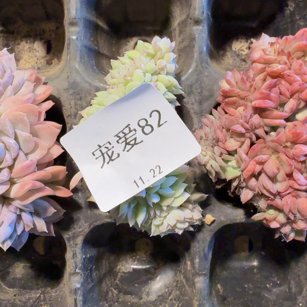 拉***王直播福利一物一拍82