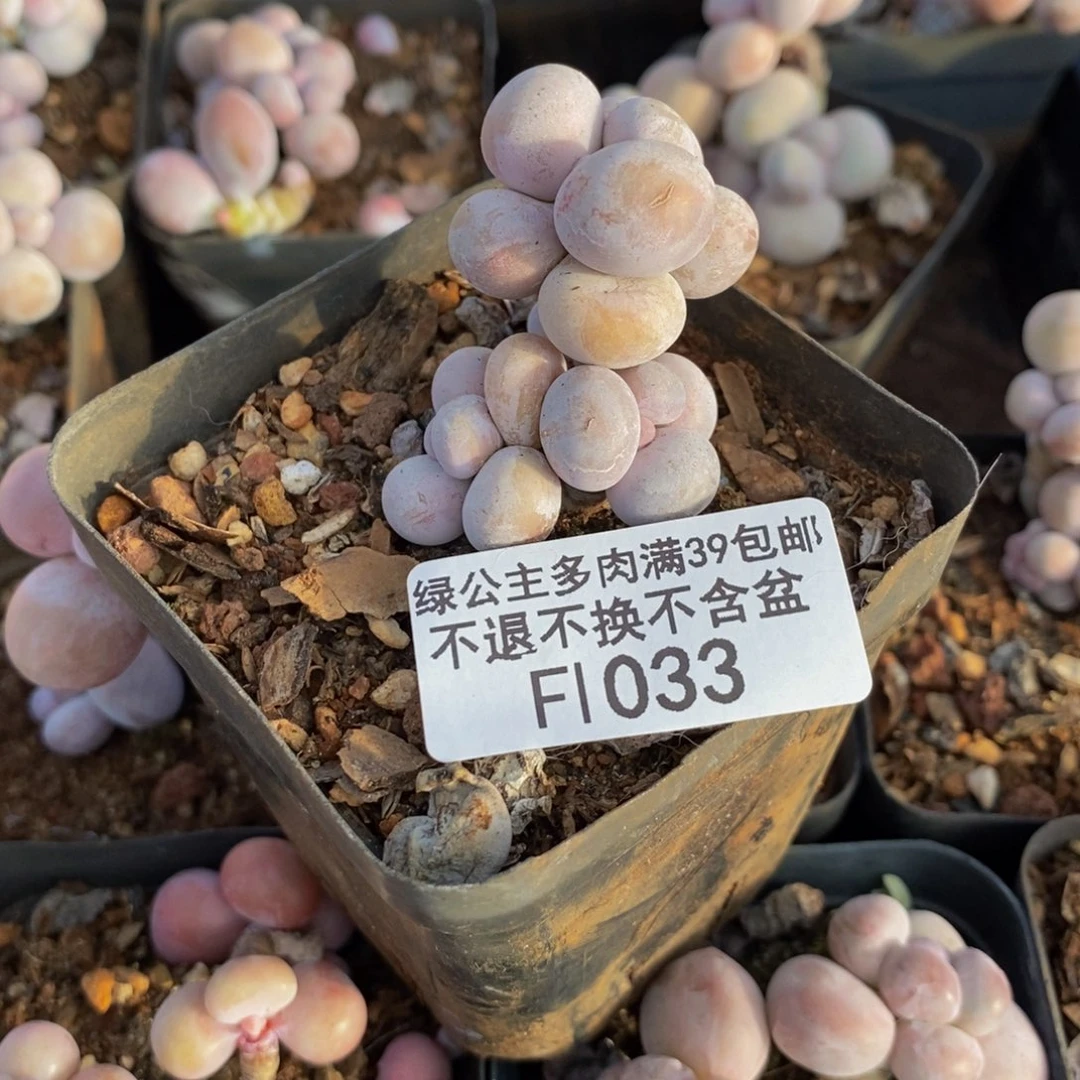 033橙奶多肉肉3cm