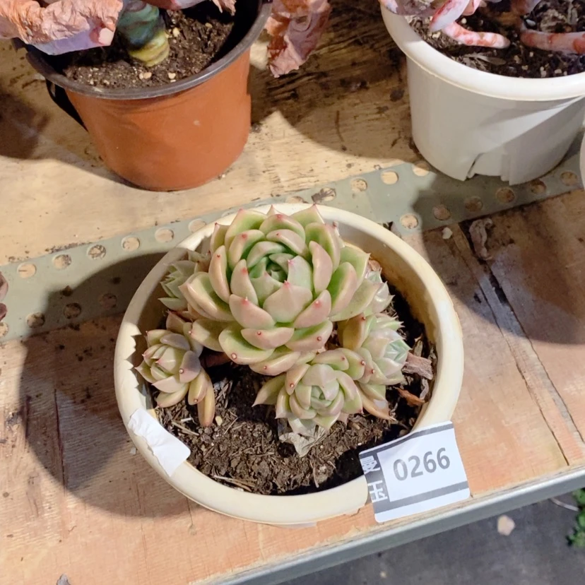 【闪购商品】白玫瑰0266