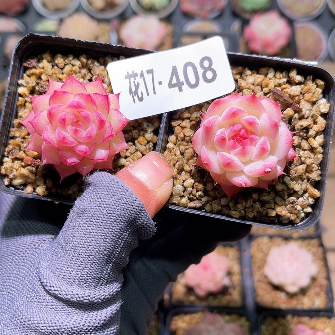 花17-408女王➕海王