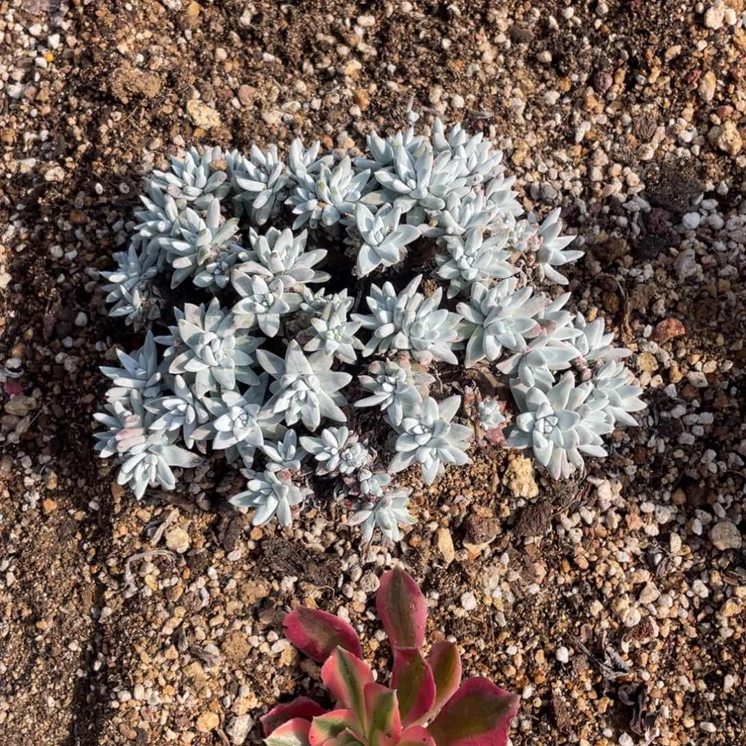 下**?白菊仙女杯一物一拍瑕疵