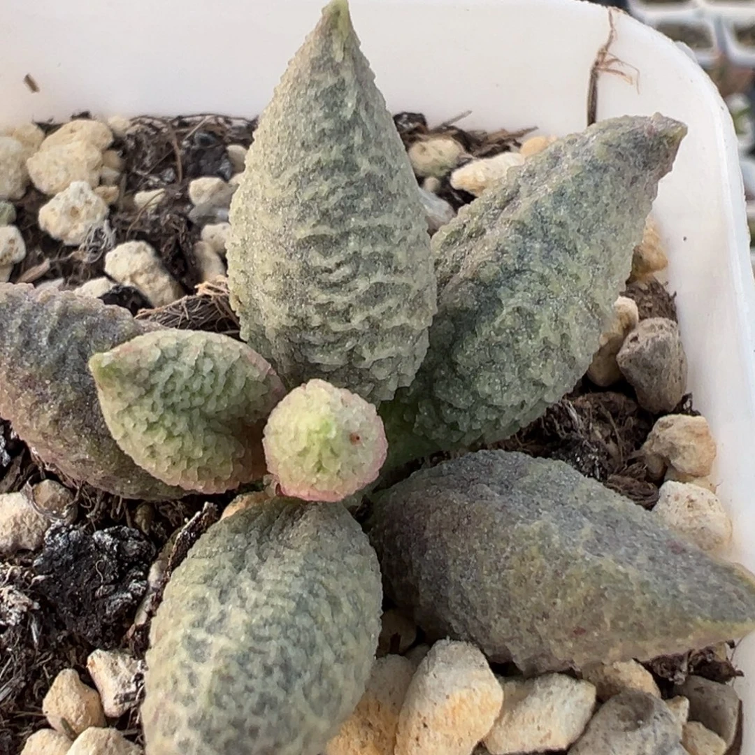 融化纹冰激凌单头纯木质桩多肉植物