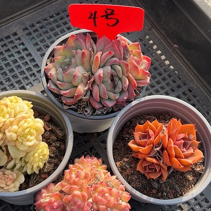 四号框     福利多多