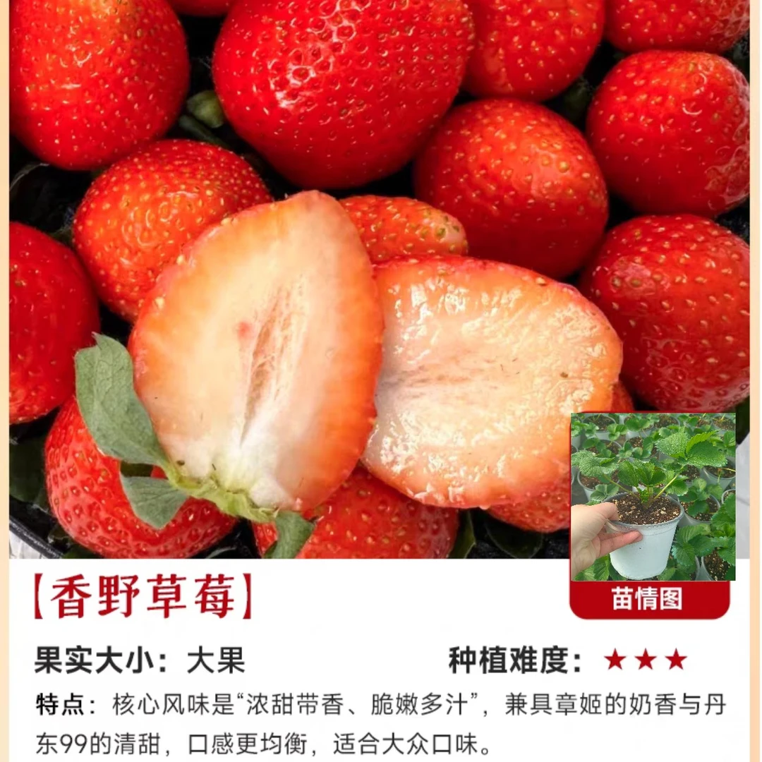 安娜的花园‖【隋株/香野】超新品纯甜大果红草莓140盆栽南北方均可