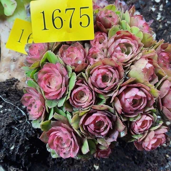 柠*多肉植物荔枝等1675