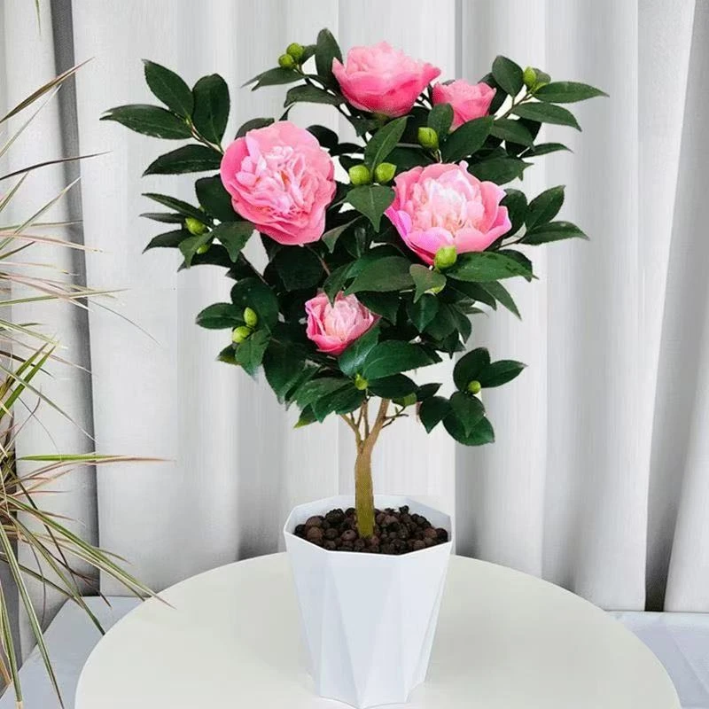 E香妃山茶花带花苞发货适合庭院阳台种植的耐寒花卉