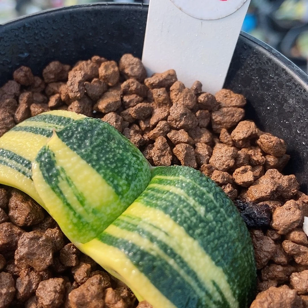 X*@508卧牛极上斑锦带盆发货