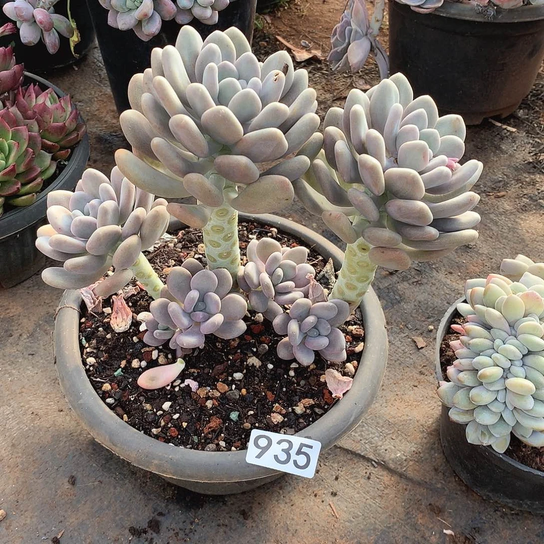 935月美人一物一拍多肉