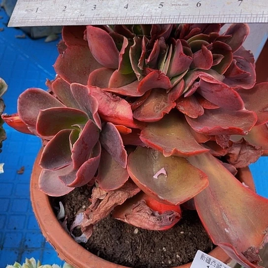 玛*亚红酒杯缀1489多肉