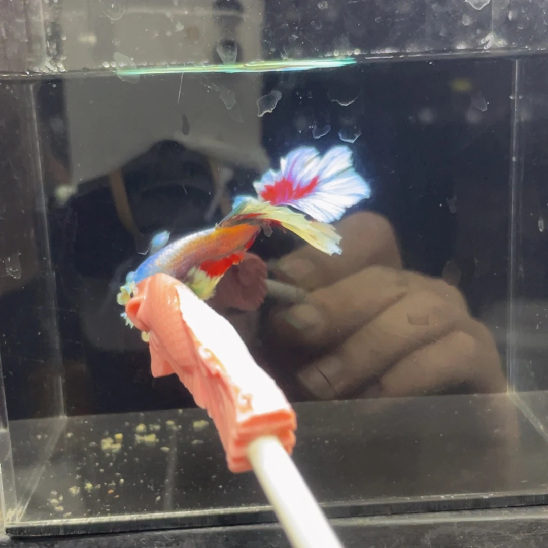 斗鱼哈哈啊哈哈哈哈505