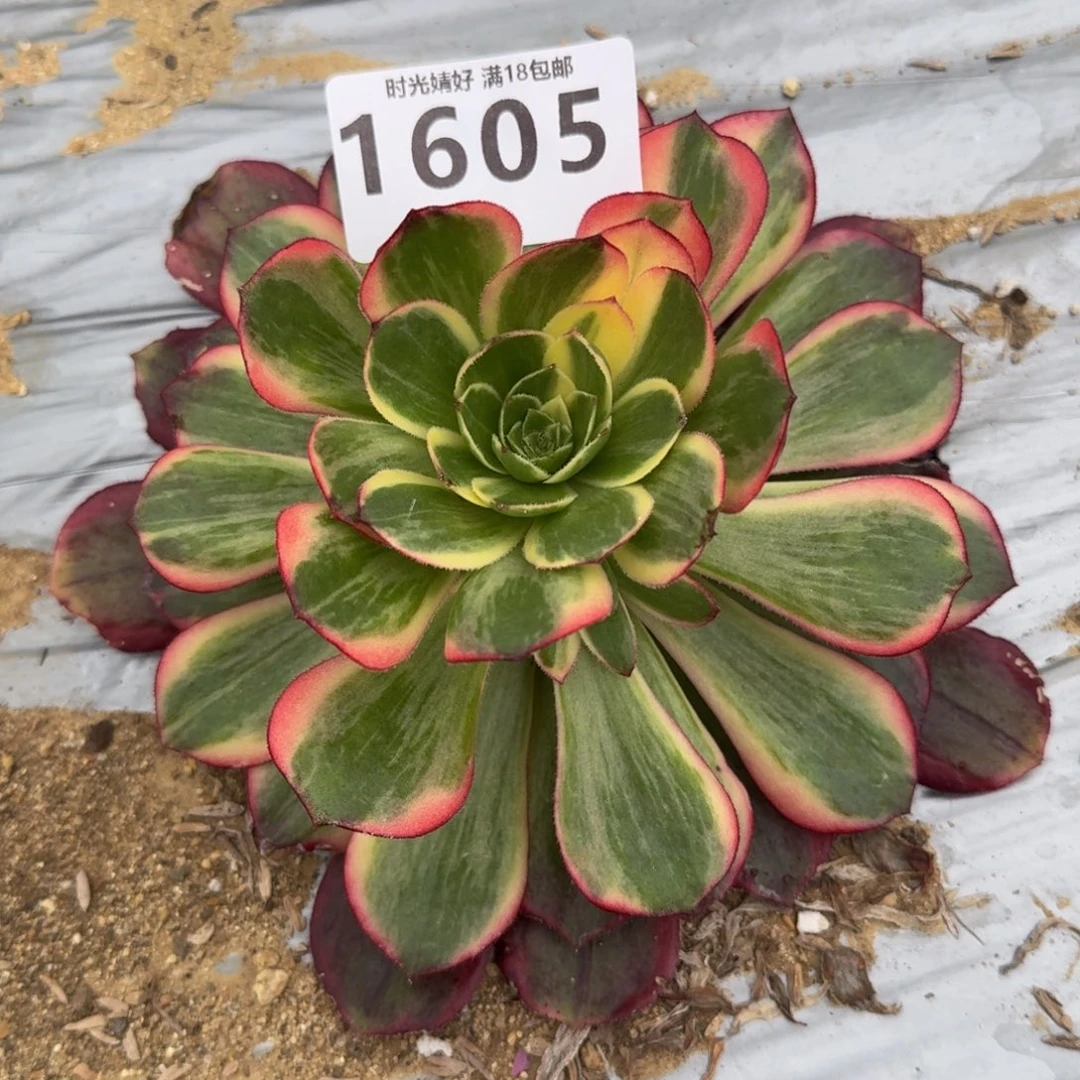 1605黑魔锦多肉植物