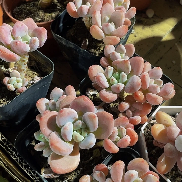 老庄7方红洛神带盆土发