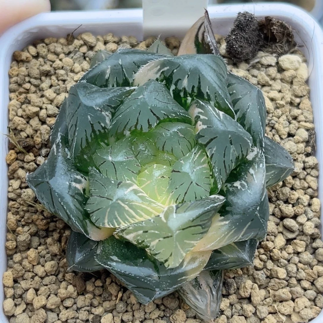 195巨大化特大蓝镜玉露锦福利专场