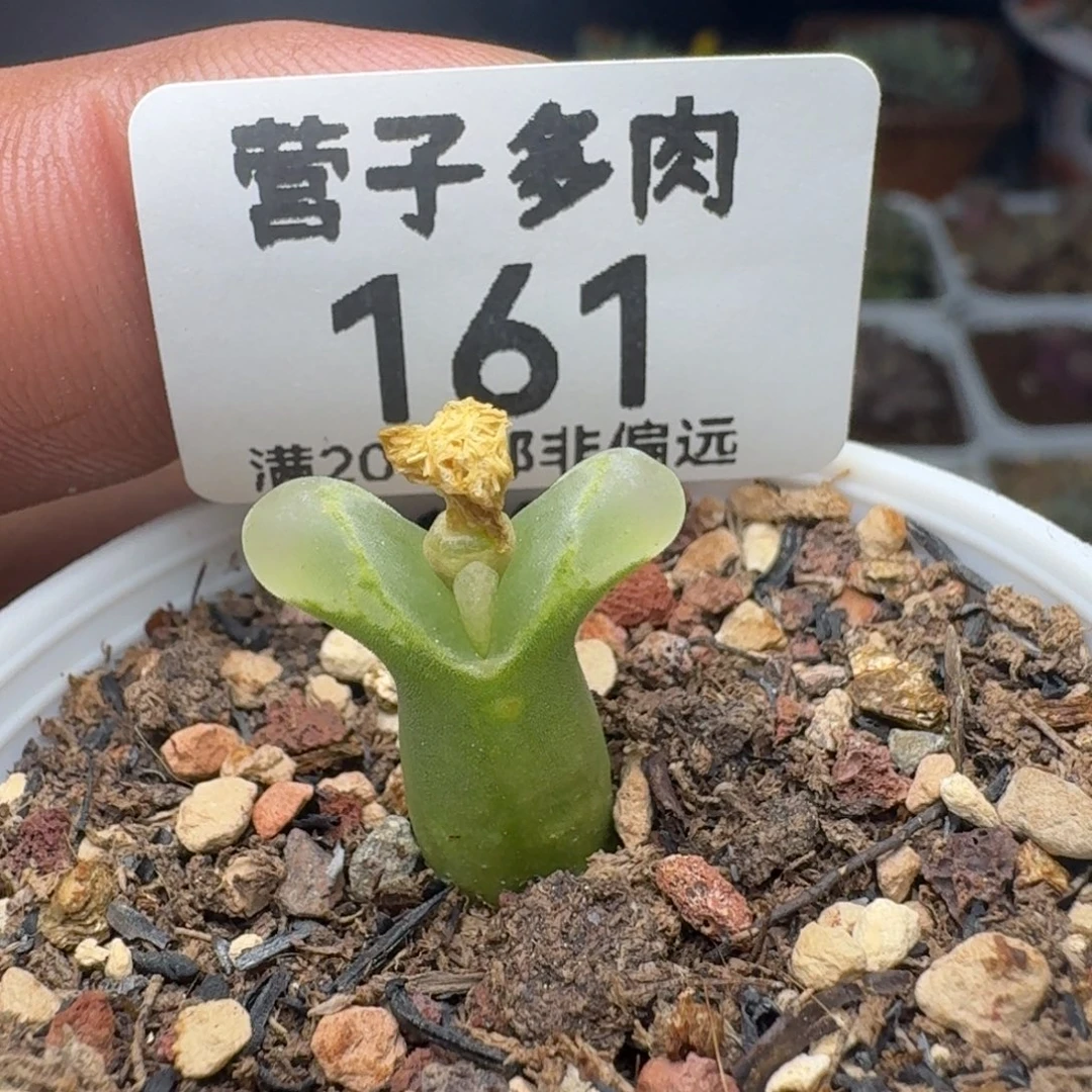 冰风铃。