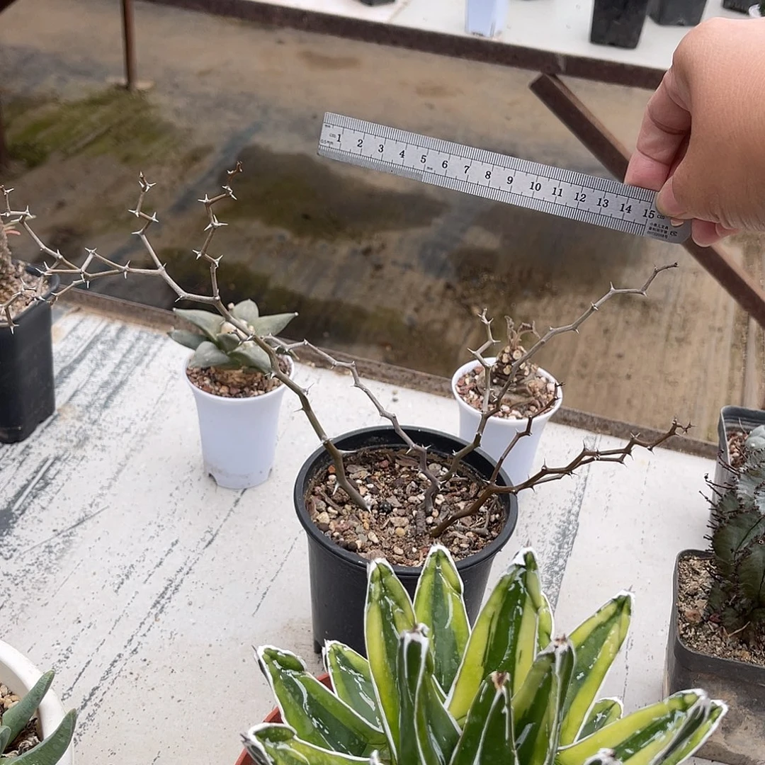 弯曲龙大老桩一物一拍