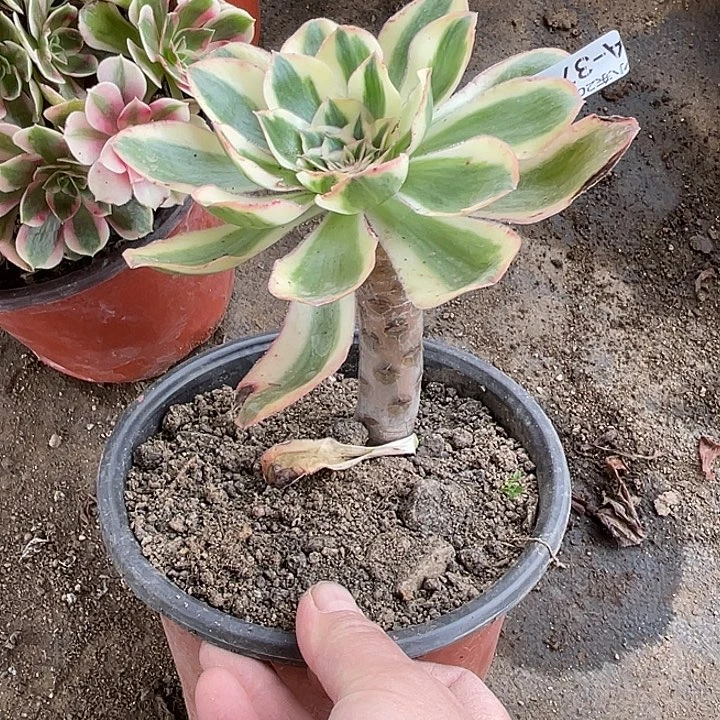 376艳资锦杆子弯多肉满20包邮