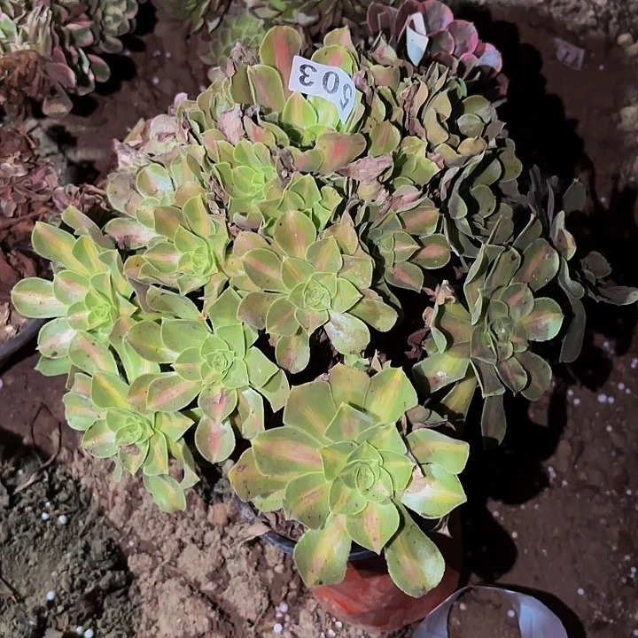 503妖月多肉植物不售后中班