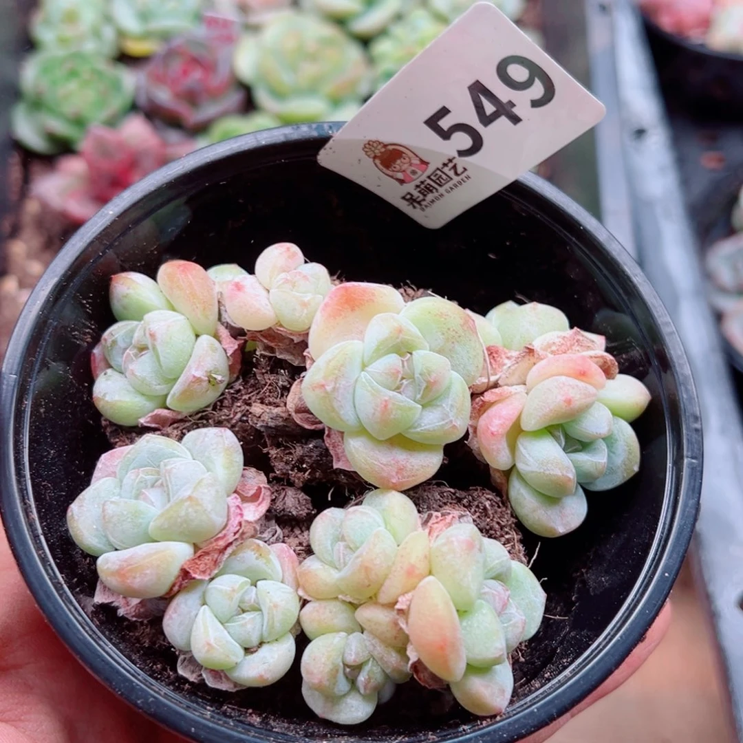 多肉植物多肉植物