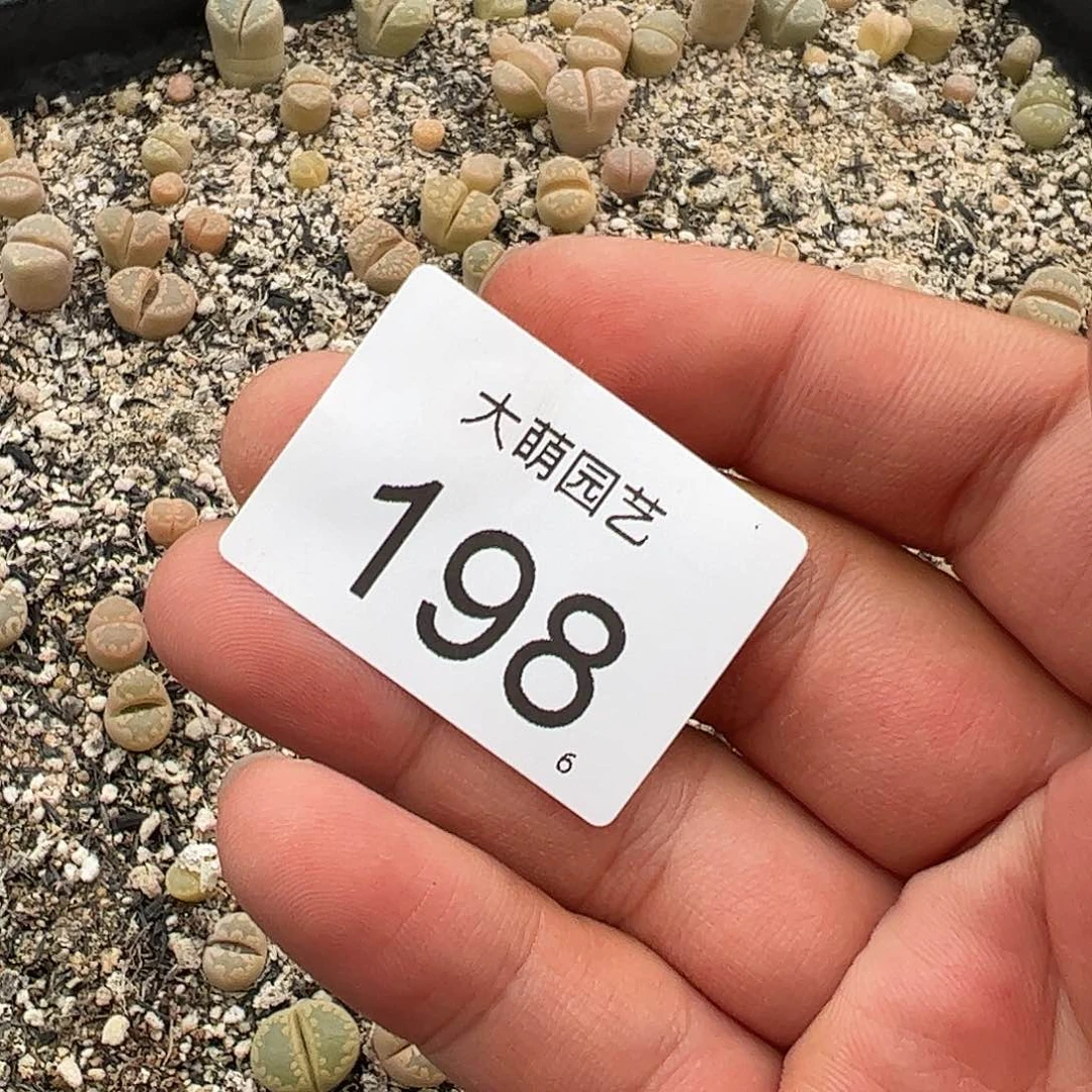 0000198清框脱土发无售后……