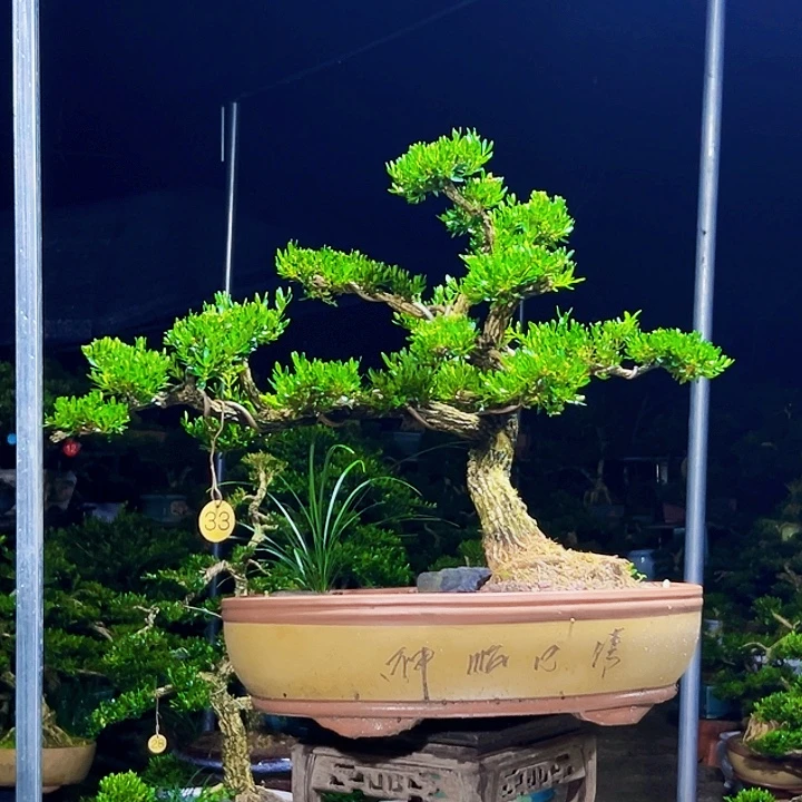 无花朵广东黄杨木盆景