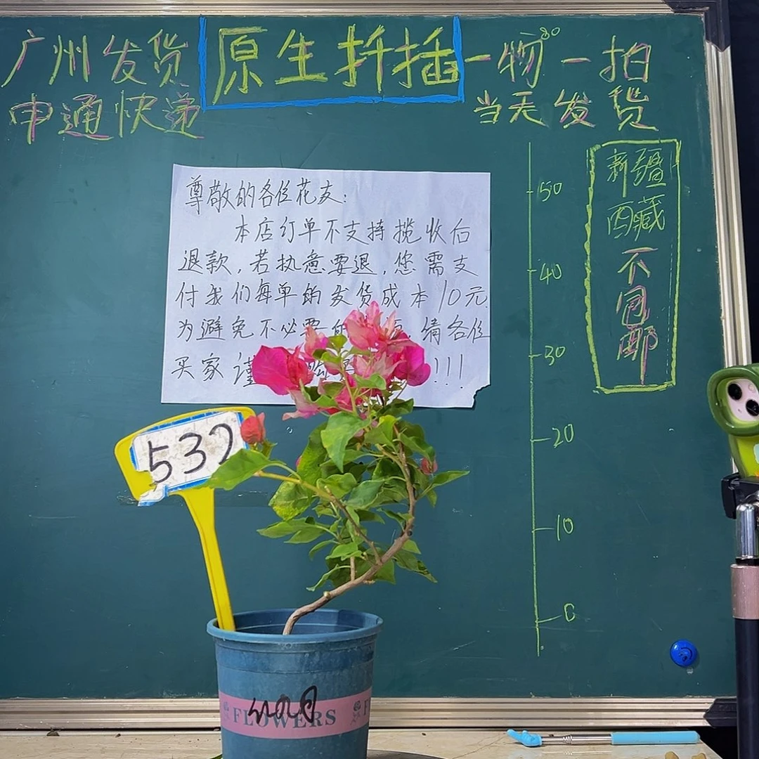 当前无花栽培后可以开花 造型 红九月  532