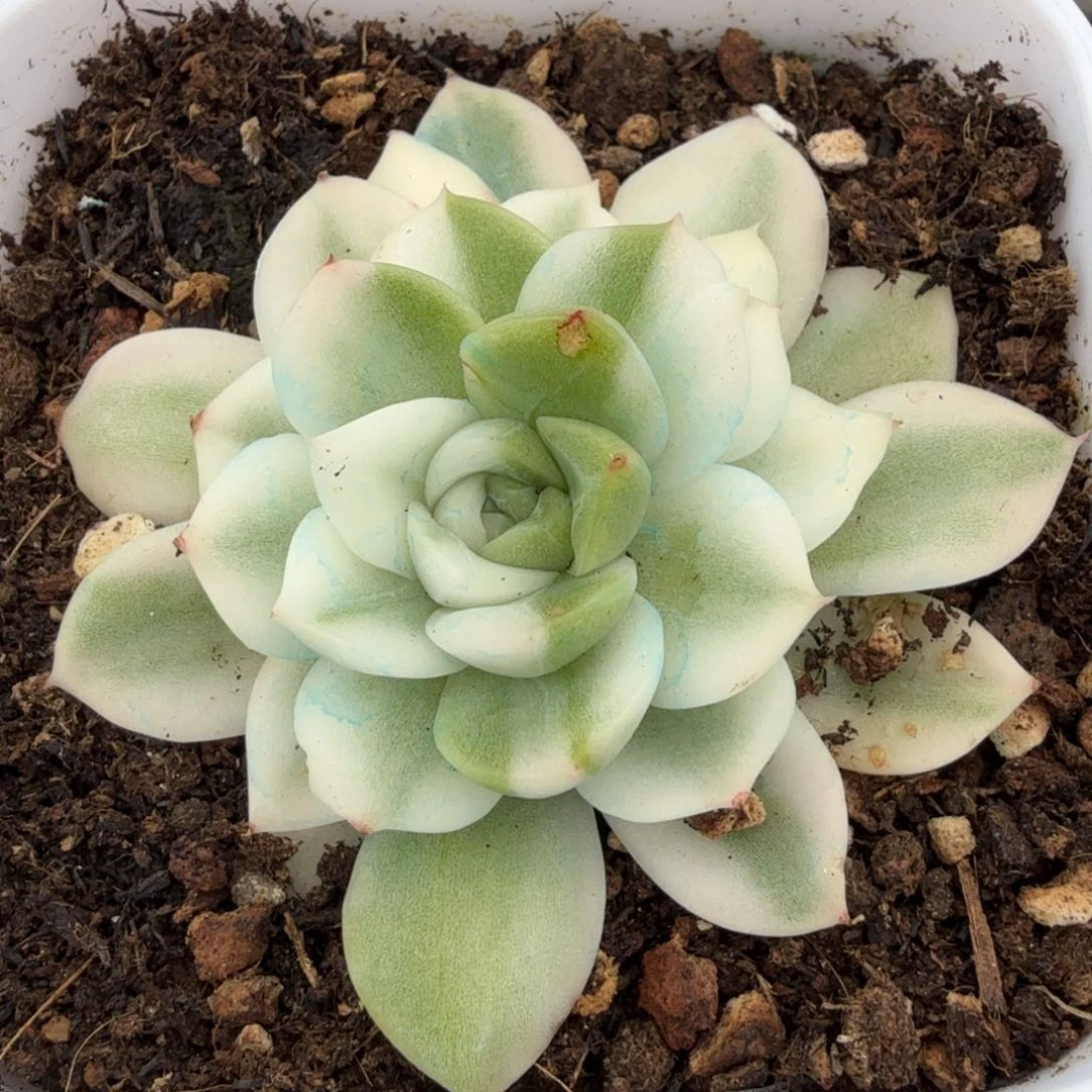 一刻的高瓷白麦秆锦腹欧你锦
