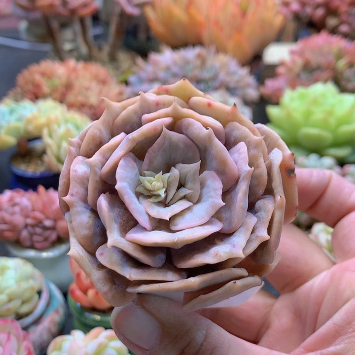 一物一拍含盆土满38包邮D512