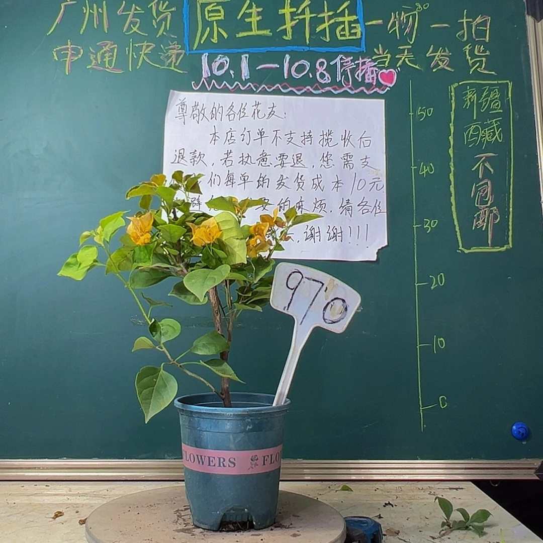 当前无花栽培后可以开花  金色光辉  970