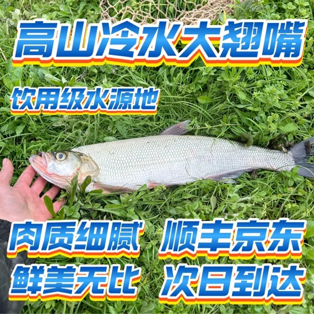 翘嘴鱼 饮用级水源地 冷水大翘嘴 高品质翘嘴鱼 斩杀后发货