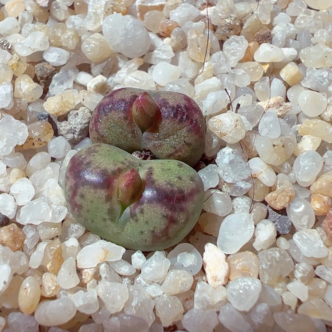 1029-800多肉多肉毛杂