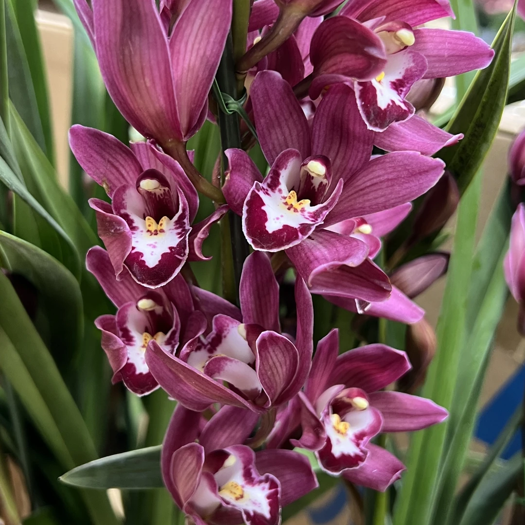 肯尼亚酒红宝石【直兰】大花蕙兰年宵花盆栽花卉多年生