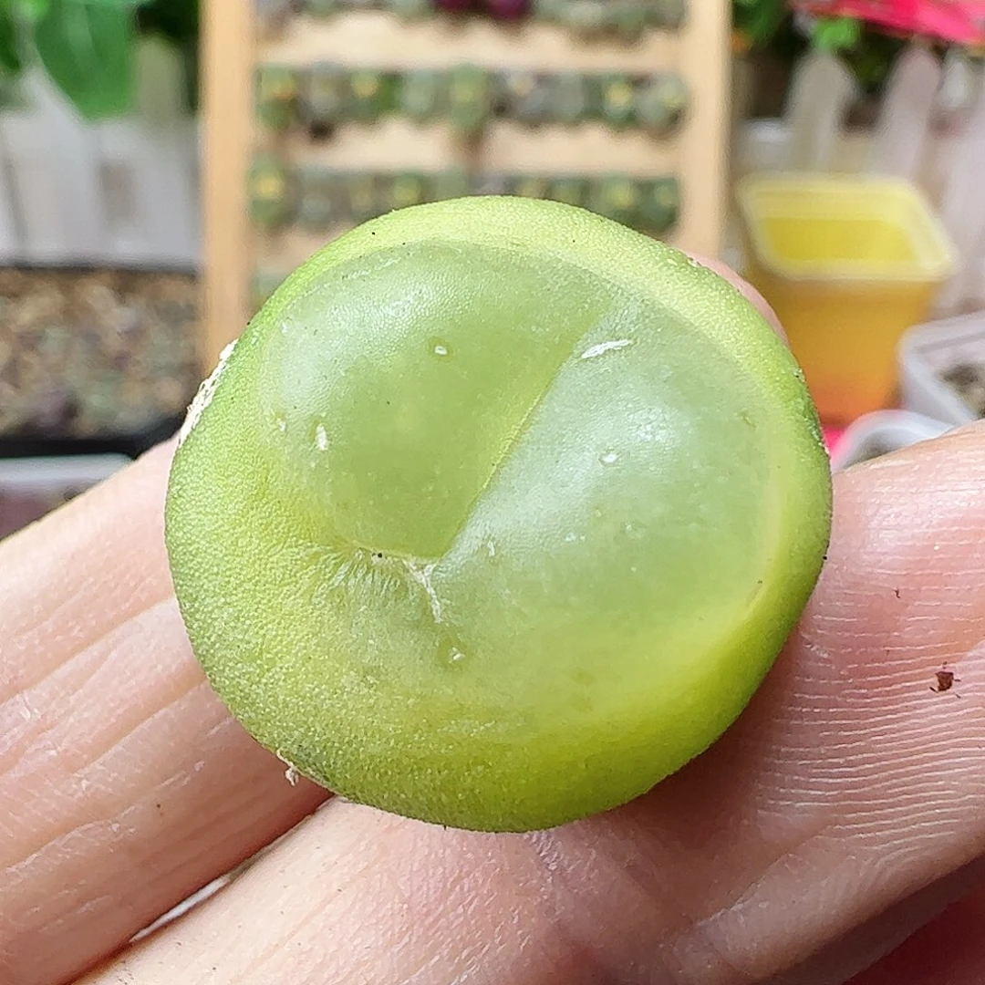 1.9厘米拉登…………………………………………