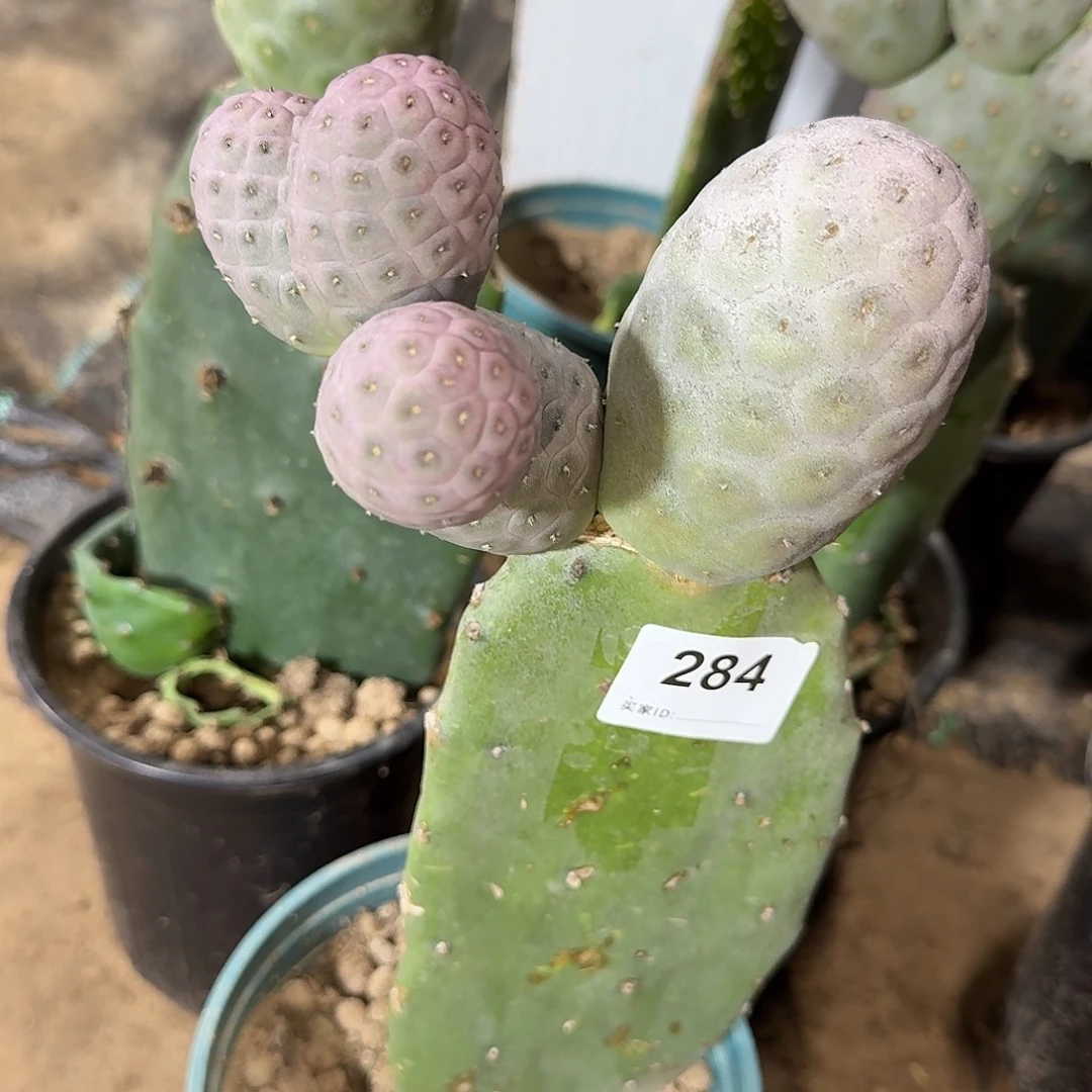 巨型紫皮月球坑284