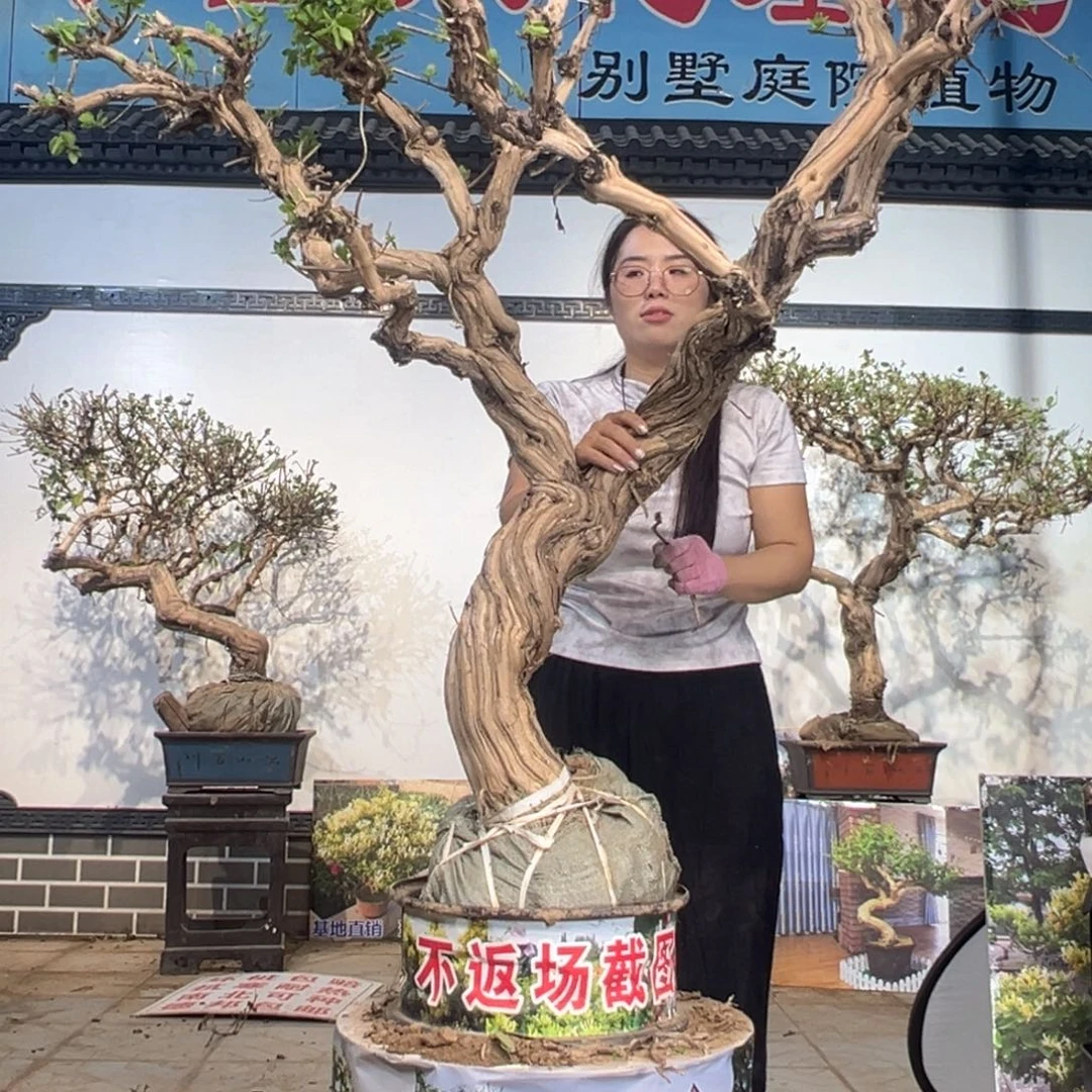 无花朵金银花88888