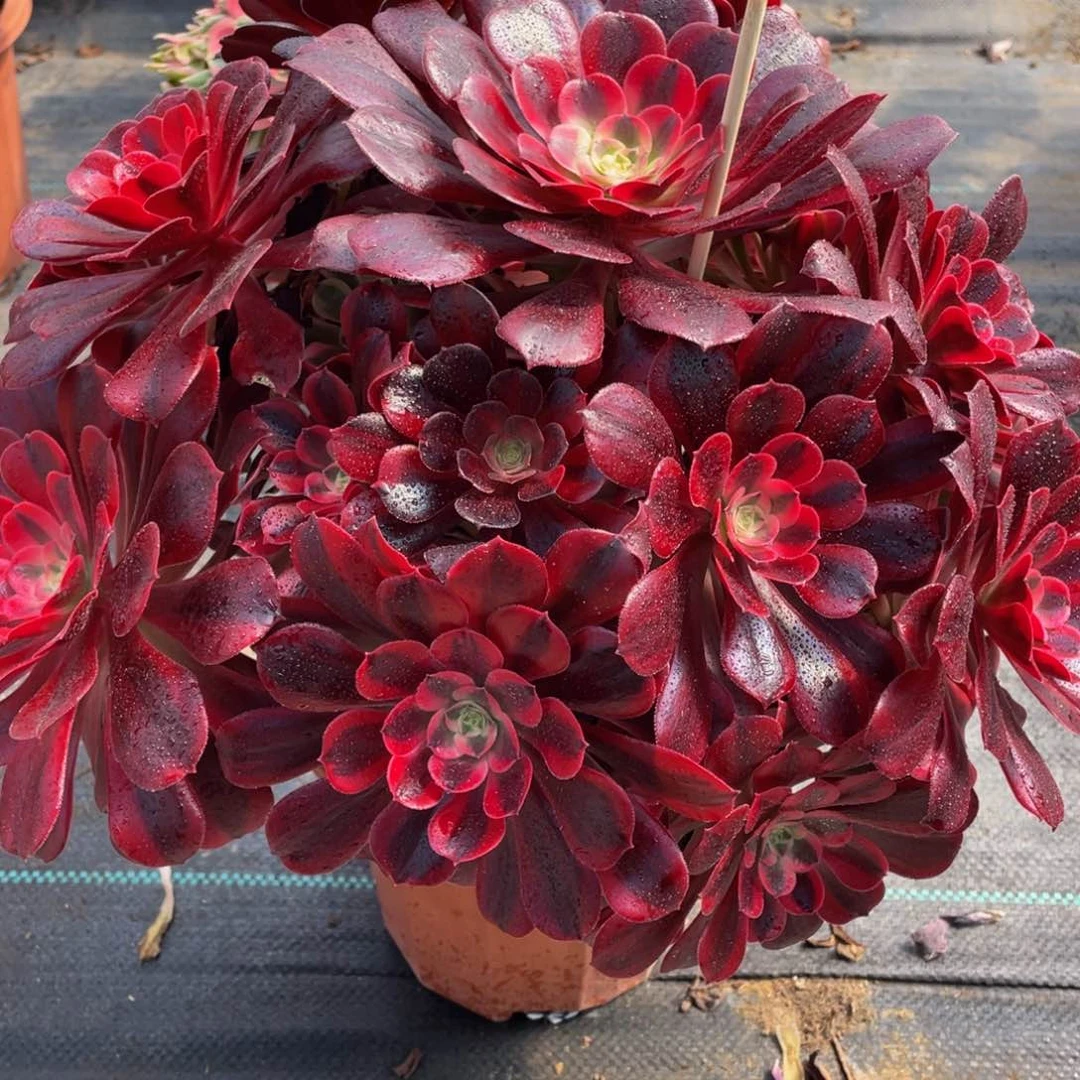 花**心885美杜莎精品法师多肉