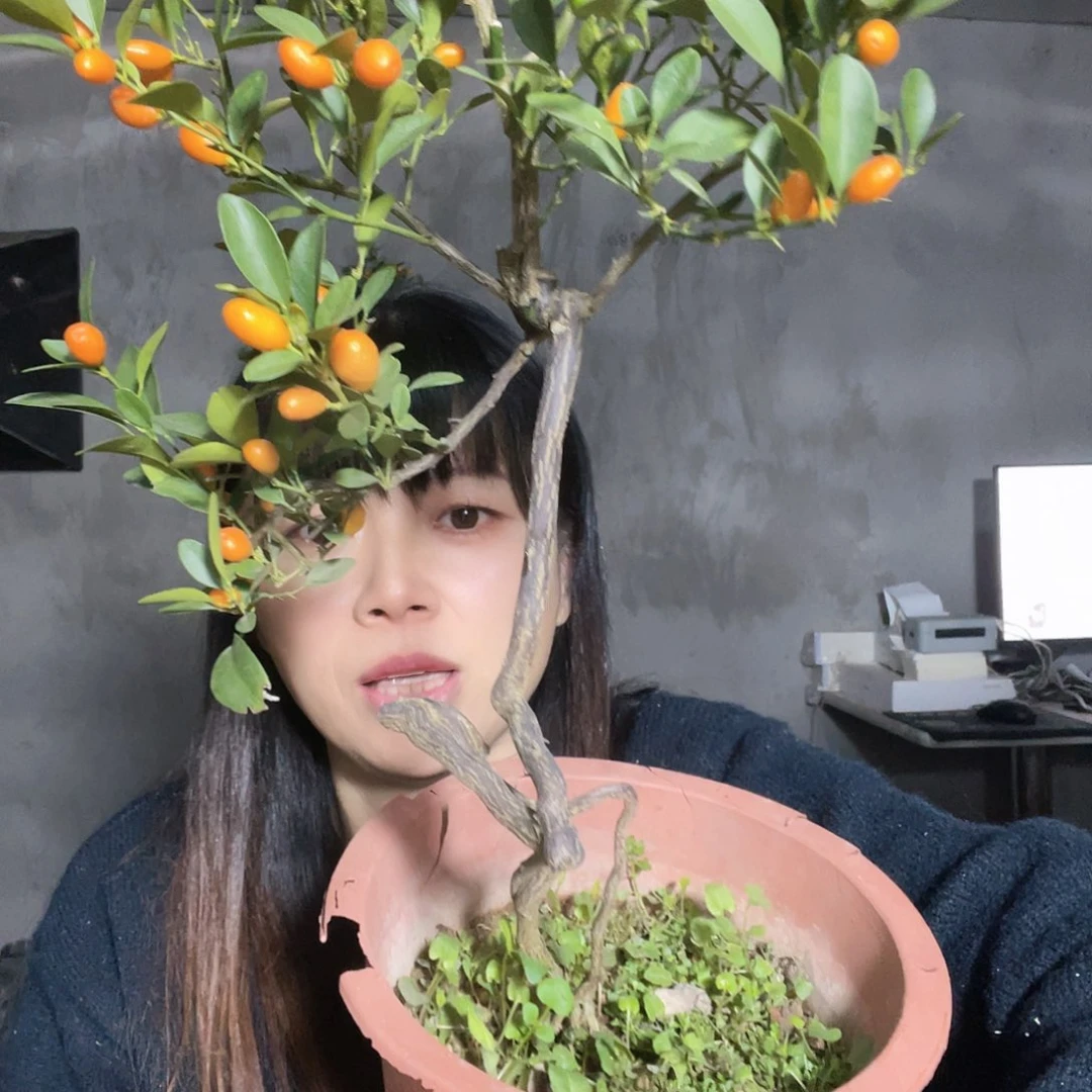 完全开放吴**光栀子花香