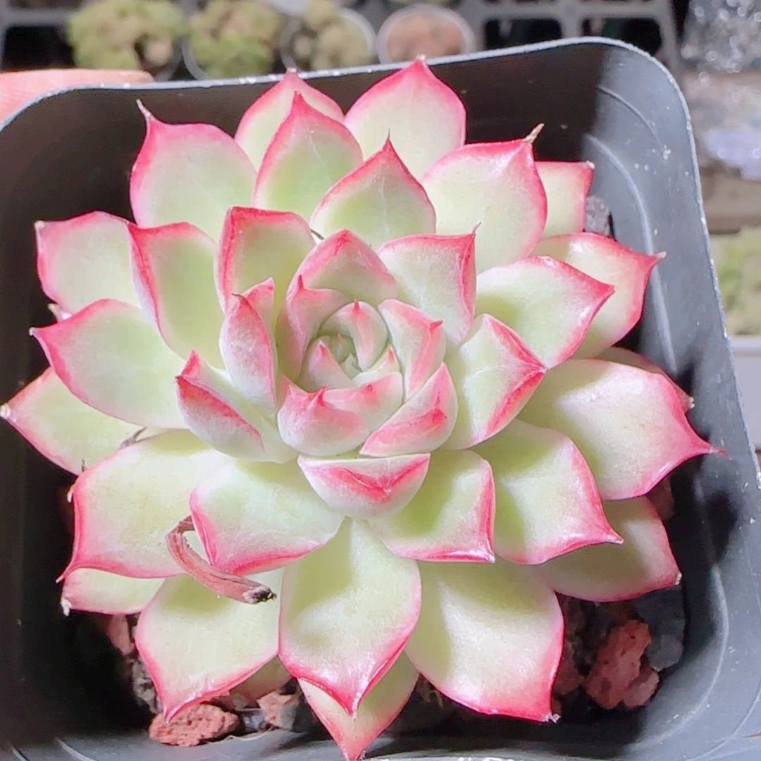 花语逸镜1105-107女王