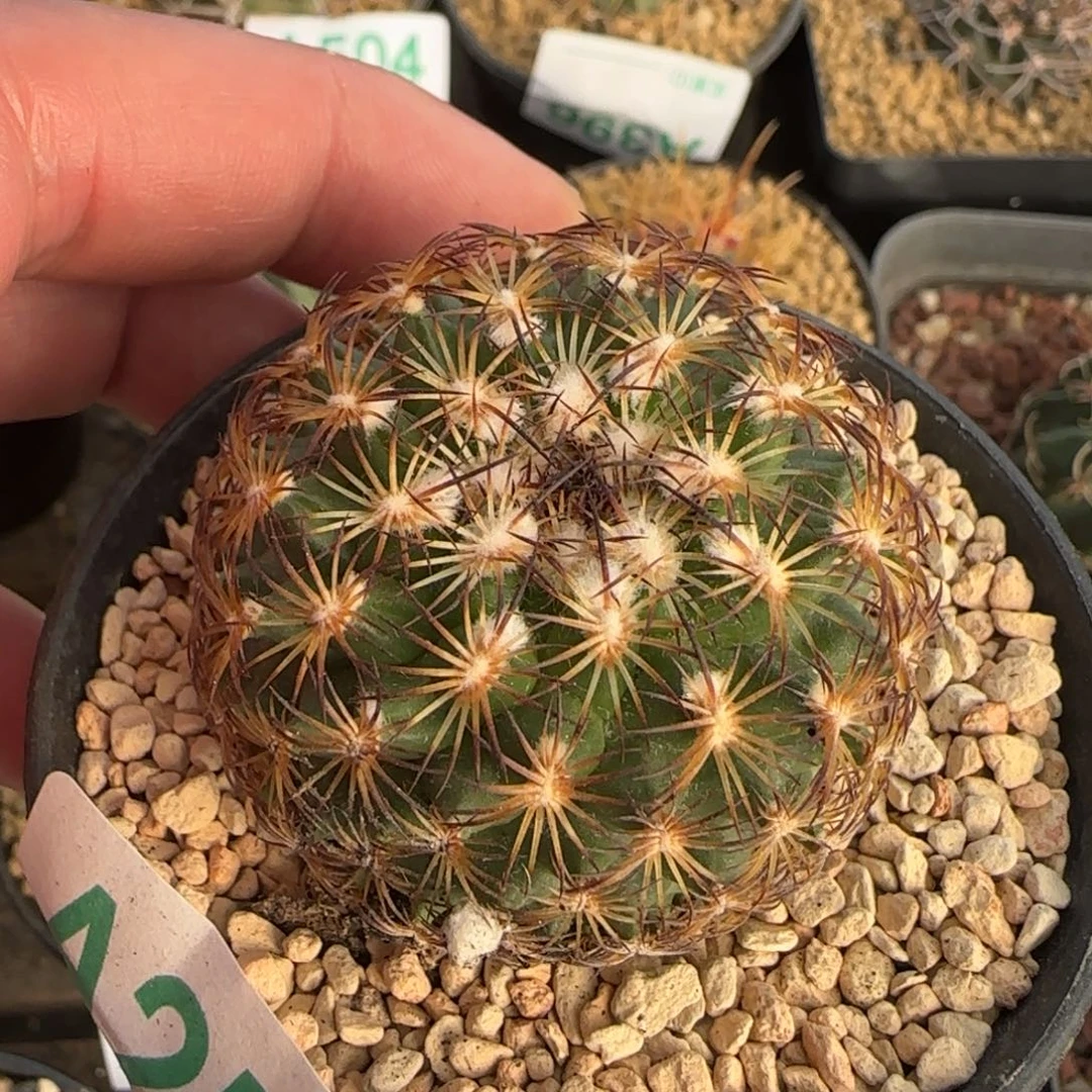 伊萨贝拉 实生仙人球254