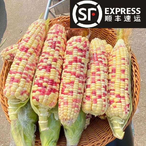 （次日达顺丰包邮）广西花糯玉米5斤当季甜糯玉米棒苞谷代餐粗粮新鲜广西壮族自治区